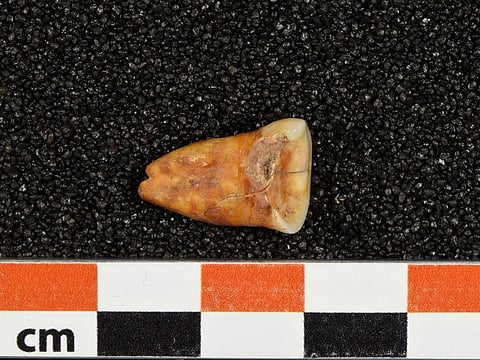 A human tooth discovered at Taforalt Cave in Morocco in an undated photograph.