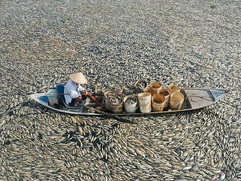 This aerial photo shows a fisherman collecting dead fish amid hot weather conditions from a reservoir in southern Vietnam's Dong Nai province on April 30, 2024.