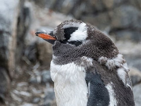 ‘Coolest’ job on the market in Antarctica’s 'Penguin Post Office'