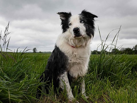 Messi, the dog in the film 'Anatomie d'une chute' (Anatomy of a fall) poses during a photo session in Menucourt, Paris suburb on May 2, 2024. Four paws on the red carpet: Messi, star dog of “Anatomy of a Fall”, Palme d'Or 2023, returns to the Cannes Film Festival, equipped with microphone and camera to gather the word of stars. And it's not cinema this time.