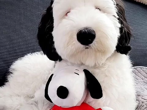 Bayley, a female mini sheepadoodle has an uncanny resemblance to the iconic cartoon character Snoopy.
