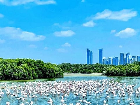 The UAE capital has several regulations in place to protect the environment and safeguard residents' health