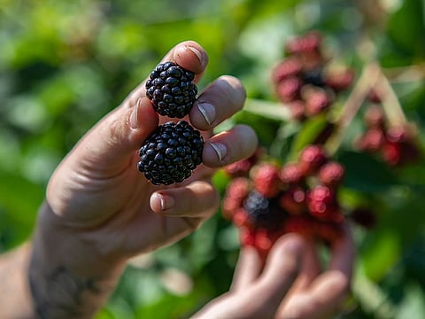 Pangeni arrived to the UK on a seasonal visa granted to support farmers who are struggling to recruit enough local labourers to carry out essential field work, which often involves long hours and low pay.