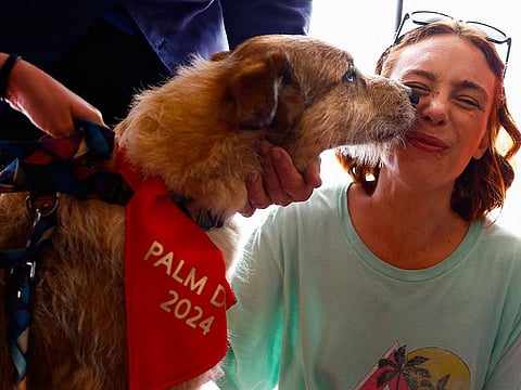 Kodi, the dog of the film "Le proces du chien" (Dog on Trial), winner of the Palm Dog, the award for the best canine performance, with director Laetitia Dosch, during the 77th Cannes Film Festival in Cannes, France, May 24, 2024.