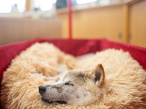 This picture taken on March 19, 2024 shows Japanese shiba inu dog Kabosu, best known as the logo of cryptocurrency Dogecoin, taking rest at the office of her owner Atsuko Sato in Narita, Chiba prefecture, east of Tokyo.