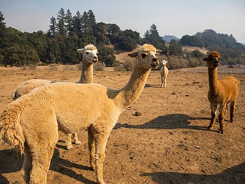 It is the first time the virus has been found in alpacas.