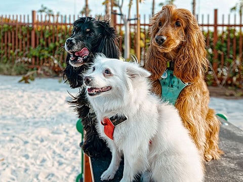 Dogs can roam leash free at Dubai Islands Beach at the dog park.
