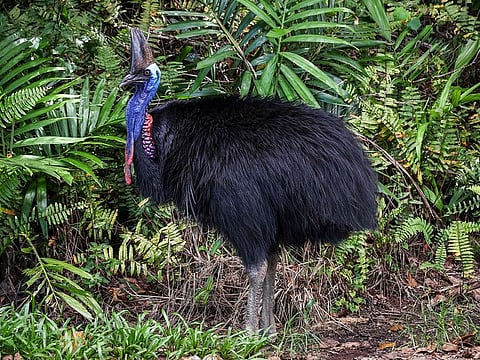 The flightless birds, only found in Australia, New Guinea and some Pacific islands, are listed as endangered by the Australian government and estimates about 4,500 remain in the wild.