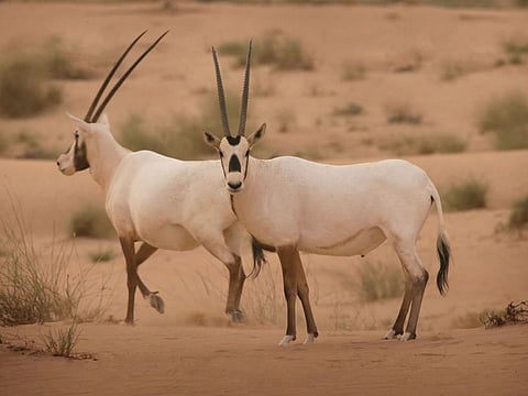 The Arabian Oryx is found in both Al Marmoom Desert Conservation Reserve in Dubai and the Arabian Oryx Protected Area in Abu Dhabi