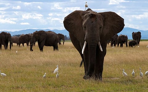 The researchers sifted through elephant “rumbles” recorded at Kenya’s Samburu National Reserve and Amboseli National Park between 1986 and 2022.