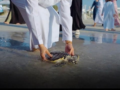 Still from video shared by Abu Dhabi Media Office about the turtle release