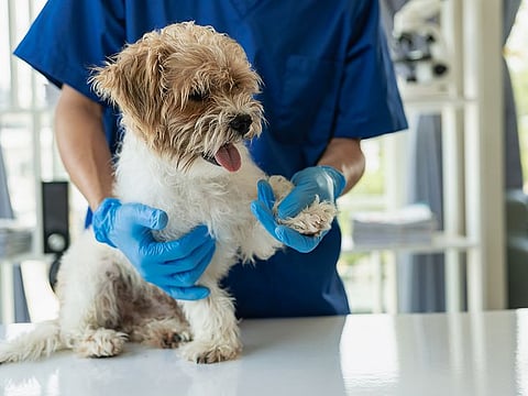 Pet insurance provides peace of mind and financial security for unexpected vet bills. By understanding coverage options, eligibility requirements, and the claims process, you can ensure your pet receives the best possible care. Picture used for illustrative purposes.