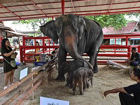 Newborn elephant twins, a female  and a male, with their mother Jamjuree at the Ayutthaya Elephant Palace and Royal Kraal in Ayutthaya on June 10, 2024.