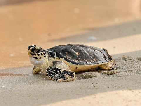 Report sick or injured turtles to a dedicated hotline, 800 TURTLE