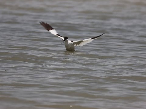 The Pied Avocet, a wetland bird with a long, slender, black upturned bill, has bred for the first time at the Marmoom Desert Conservation Reserve in Dubai.