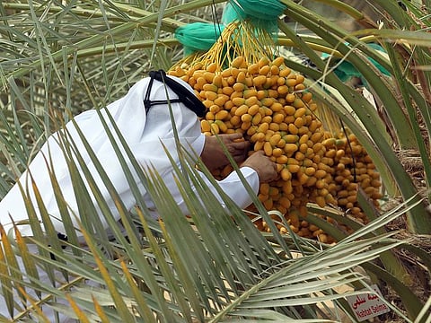 Among the first to ripen among date varieties are Al Naghal and Al Khatri