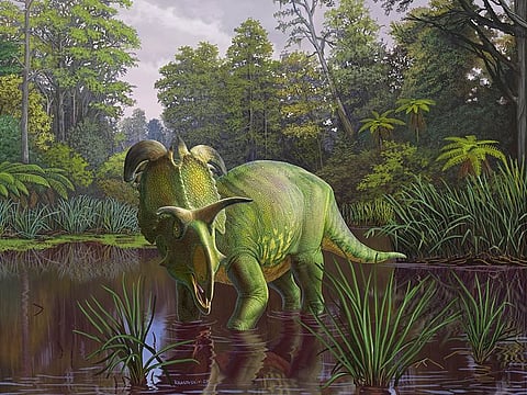 A handout image shows an artist's impression of newly-identified Cretaceous Period horned dinosaur Lokiceratops.