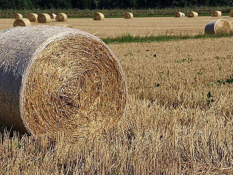 Representational image. Agricultural worker Satnam Singh was injured on Monday while working on a farm in Latina, a rural area south of Rome that is home to tens of thousands of Indian migrant workers.