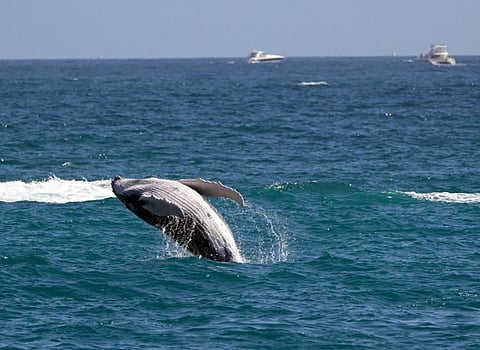 View of a gray whale in the Pacific Ocean in Los Cabos, Baja California state, Mexico. Pacific coast gray whales have shrunk in length an astonishing 13 per cent since the year 2000, adding to growing evidence that climate change and other human activities are making marine mammals smaller, a study says.