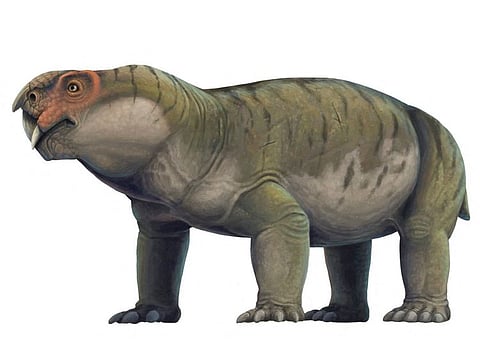 An artist's reconstruction of the tusked and pig-like Permian Period creature Gordonia, a forerunner of mammals, is seen in this image released by the University of Edinburgh.