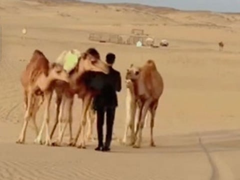 Meshal Al Marwani, an amateur camel breeder from Al Bawadi, shared the emotional moment when the camels recognised him from afar and ran to embrace him