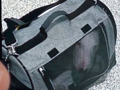A dog got left behind in its carrier at DXB after its owner, an outbound passenger, collapsed and was rushed to hospital.