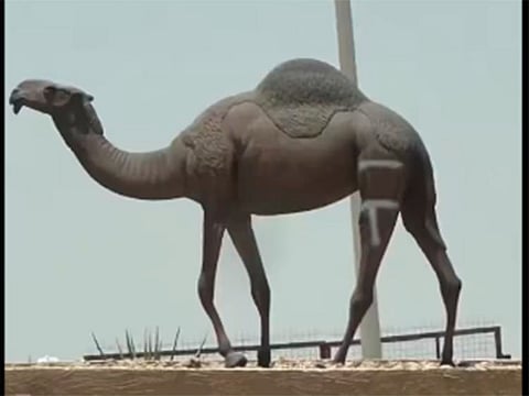 Saudi Public Security has confirmed that a man was detained for tampering with and damaging the statue of a camel.