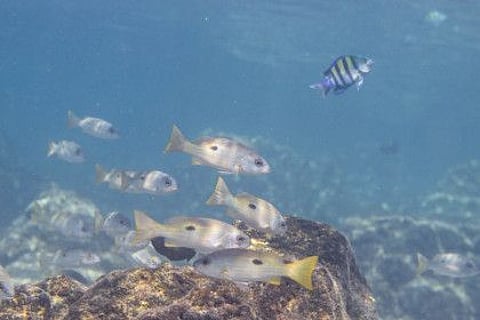 Findings indicate that some fish species are more resilient to climate change than previously understood.