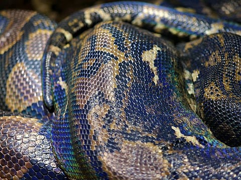 Deaths by large constrictors are considered rare, but several people in Indonesia have been killed by pythons in recent years.