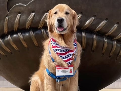 Beacon, the golden retriever, works part-time for the USAG