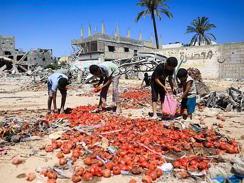 Palestinian children collect tomatoes after they fell from a truck delivering aid in Khan Younis in the southern Gaza Strip on July 3, 2024.