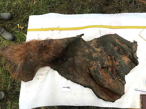 A 52,000-year-old woolly mammoth skin after it was excavated from permafrost, in Belaya Gora, Indigirka River, Russia.