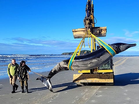 A carcass of a rare spade-toothed whale was discovered washed ashore on a beach near Taieri Mouth in New Zealand's southern Otago province.