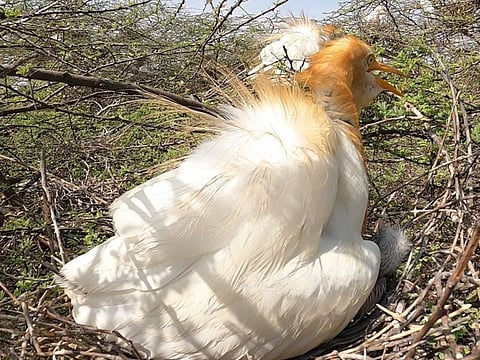 An Eastern Cattle Egret was seen breeding for the first time on an island in the lake within the Al Marmoom Desert Conservation Reserve in Dubai.