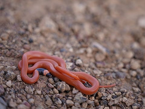 The snake, named Rhynchocalamus hejazicus, is small and reddish-brown with a black neck.