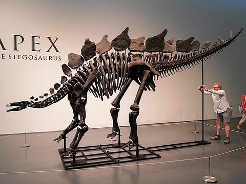 File photo: The Stegosaurus specimen nicknamed Apex is on display at Sotheby’s in New York on July 10, 2024.