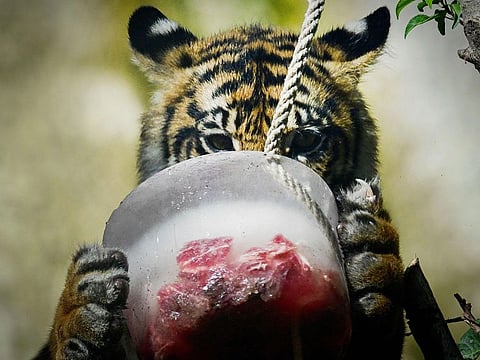 A tiger eats frozen meat to cool off at the "Bioparco" zoo during a heat wave in Rome on July 18, 2024.