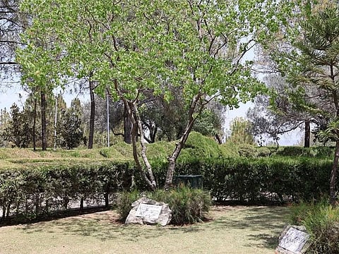 Pakistanis view the tree as a profound symbol of their relations with Saudi Arabia.