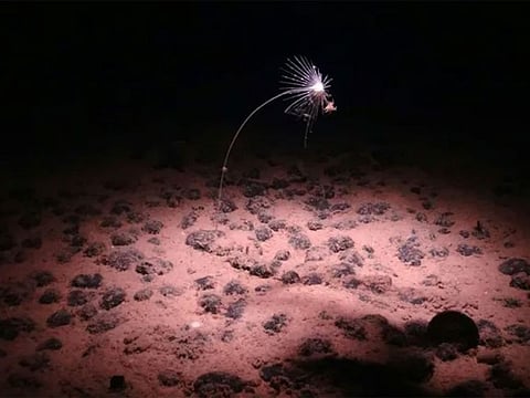 The depths of the Pacific Ocean are rich in strange "rock-like" nodules that give off an electric -- and seemingly produce oxygen.