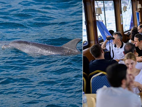 Despite the volume of shipping and straddling Turkey’s largest city, dolphins seem to prefer the strait’s waters to the Black Sea and Sea of Marmara on either side.