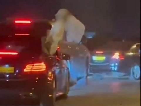 The motorists were charged with traffic violations.