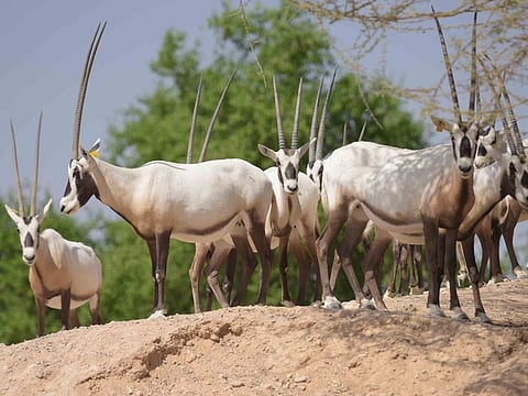 The UAE today is home to the largest population of Arabian oryx in the world, according to the Ministry of Climate Change and Environment.