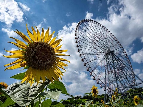 A general view of sunflower fields is pictured with Diamond and Flower Ferris Wheel at Kasai Rinkai Park in Tokyo. Japan sweltered through its hottest July since records began 126 years ago, the weather agency said, as extreme heatwaves fuelled by climate change engulfed many parts of the globe.