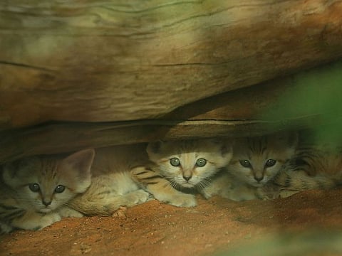 The three Arabian sand cat newborns at Al Ain Zoo.