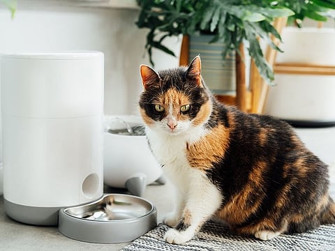 From high-tech feeding stations to smart collars that track your pet's every move, these gadgets will transform you into the ultimate pet parent.