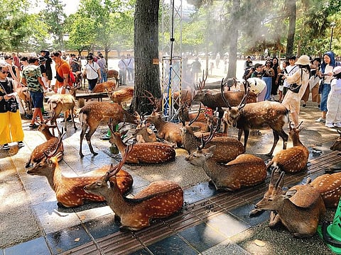 The herd can be seen sitting on the floor as water is sprayed from the misting stations, cooling themselves down at Nara Park.