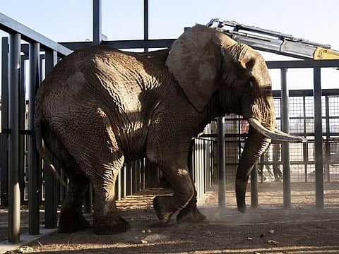 Captured from his herd in Zimbabwe when he was around two years old, Charlie was sold to a circus to perform tricks and moved to the Pretoria Zoo in 2001.