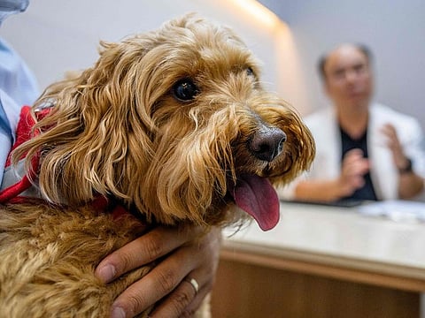 Oh I-se (R), vet and CEO of Sky Animal Medical Group, speaking to Mo Jae-hyun, owner of goldendoodle dog Mozzi, while using the 'X Caliber' software to help pin point abnormalities in Mozzi's x ray results, in Yongin.