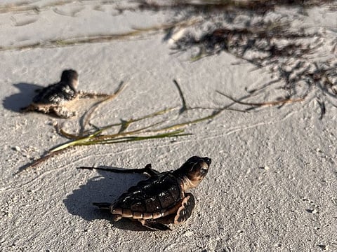 Some 300 Hawksbill turtles have hatched at EGA’s Al Taweelah beach this season