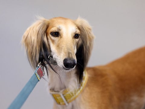 One of the world’s oldest and most revered dog breeds, the Arabian Saluki stands as a symbol of wild hunting and desert traditions in the Middle East.